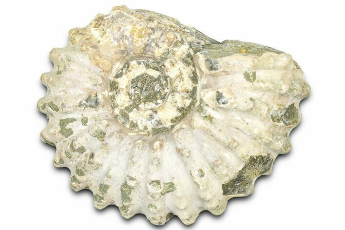 Bumpy Ammonite (Douvilleiceras) Fossil - Madagascar #361133